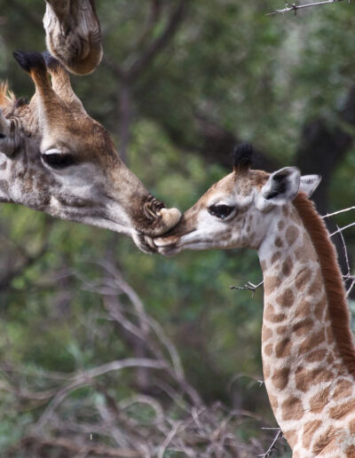 Giraffe