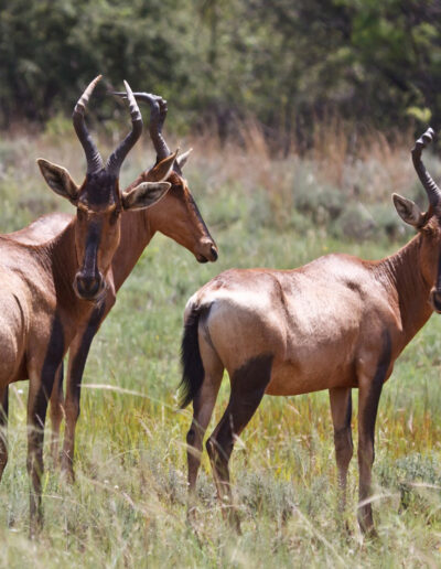 Red Hartebeest