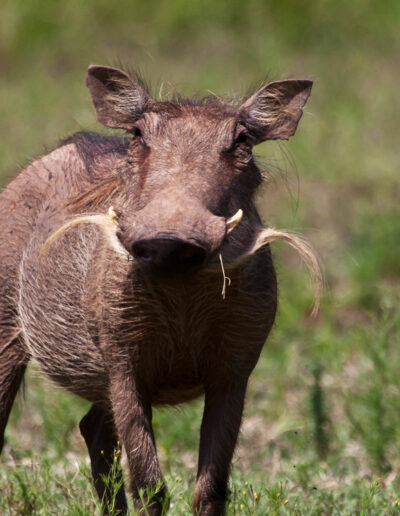 Warthog
