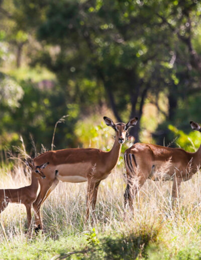 Impala