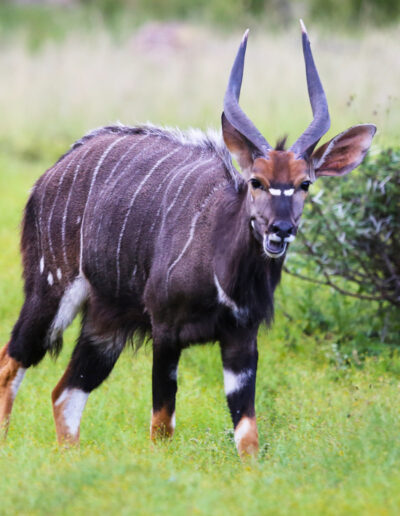 Nyala